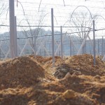 天空のピオーネ農園アグリスジャパン