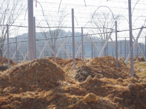 天空のピオーネ農園アグリスジャパン