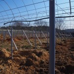 天空のピオーネ農園アグリスジャパン