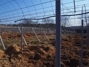 天空のピオーネ農園アグリスジャパン