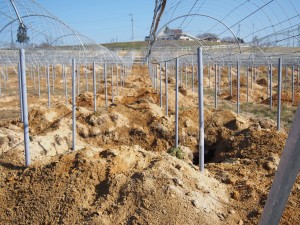 天空のピオーネ農園アグリスジャパン