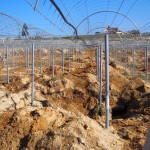 天空のピオーネ農園アグリスジャパン