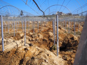 天空のピオーネ農園アグリスジャパン