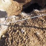 天空のピオーネ農園アグリスジャパン