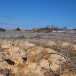 天空のピオーネ農園アグリスジャパン