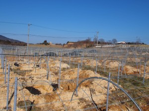 天空のピオーネ農園アグリスジャパン