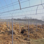 天空のピオーネ農園アグリスジャパン