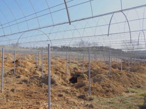 天空のピオーネ農園アグリスジャパン