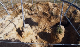 ピオーネ植穴3m