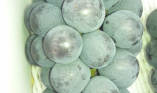 ピオーネ共進会