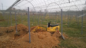 ピオーネ天空農園