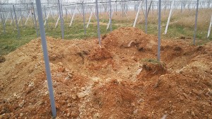 ピオーネ天空農園