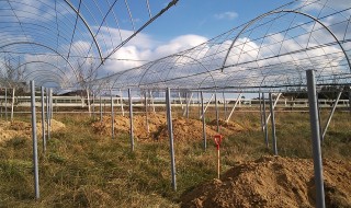 ピオーネ天空農園