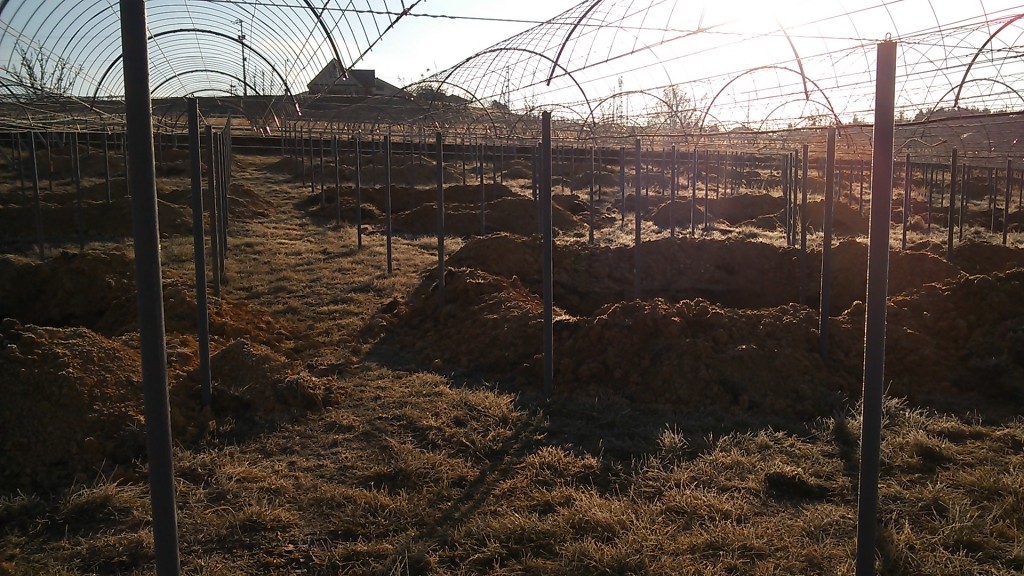 ピオーネ農園穴