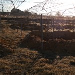 ピオーネ農園穴