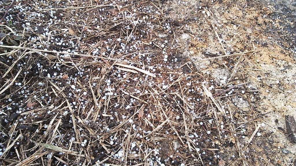 天空のピオーネ農園 雹