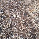 天空のピオーネ農園　雹