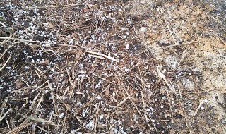 天空のピオーネ農園　雹