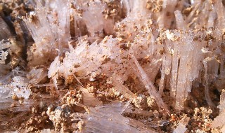 ピオーネ農園霜