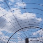 天空のピオーネ農園アグリスジャパン