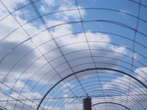 天空のピオーネ農園アグリスジャパン