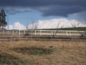 天空のピオーネ農園アグリスジャパン