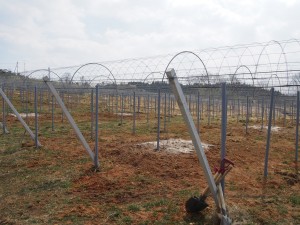 天空のピオーネ農園アグリスジャパン