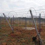 天空のピオーネ農園アグリスジャパン