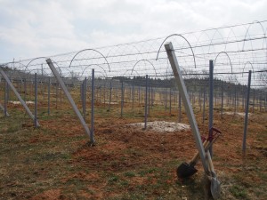 天空のピオーネ農園アグリスジャパン