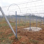 天空のピオーネ農園アグリスジャパン