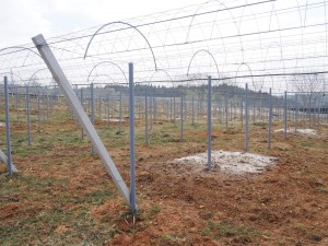 天空のピオーネ農園アグリスジャパン