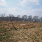 天空のピオーネ農園アグリスジャパン