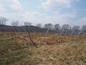 天空のピオーネ農園アグリスジャパン