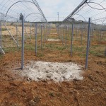 天空のピオーネ農園アグリスジャパン