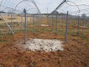 天空のピオーネ農園アグリスジャパン