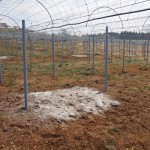 天空のピオーネ農園アグリスジャパン