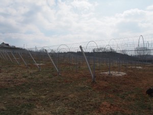 天空のピオーネ農園アグリスジャパン