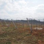 天空のピオーネ農園アグリスジャパン