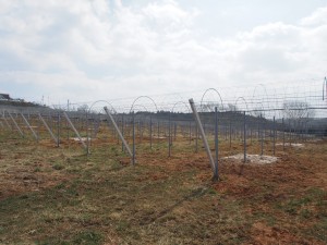 天空のピオーネ農園アグリスジャパン