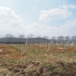 天空のピオーネ農園アグリスジャパン