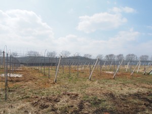 天空のピオーネ農園アグリスジャパン