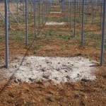 天空のピオーネ農園アグリスジャパン