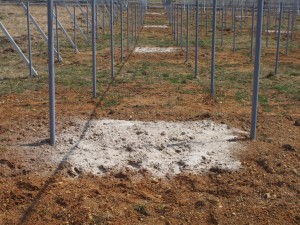 天空のピオーネ農園アグリスジャパン