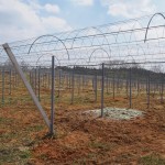 天空のピオーネ農園アグリスジャパン