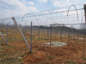 天空のピオーネ農園アグリスジャパン