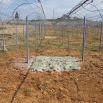 天空のピオーネ農園アグリスジャパン