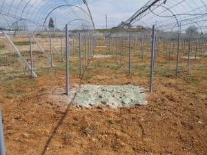 天空のピオーネ農園アグリスジャパン