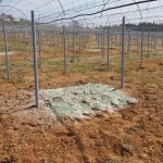 天空のピオーネ農園アグリスジャパン