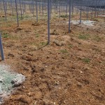 天空のピオーネ農園アグリスジャパン