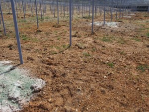 天空のピオーネ農園アグリスジャパン